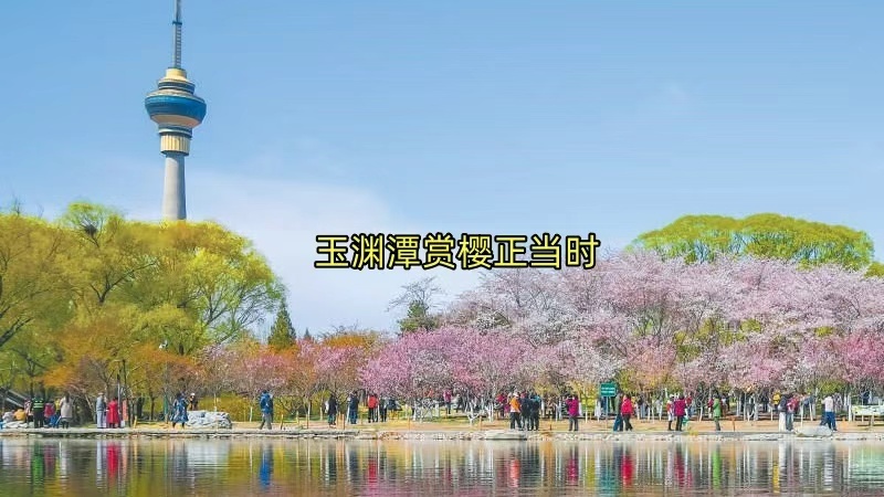 快来玉渊潭公园沉浸式赏花闻香 快来玉渊潭公园沉浸式赏花闻香