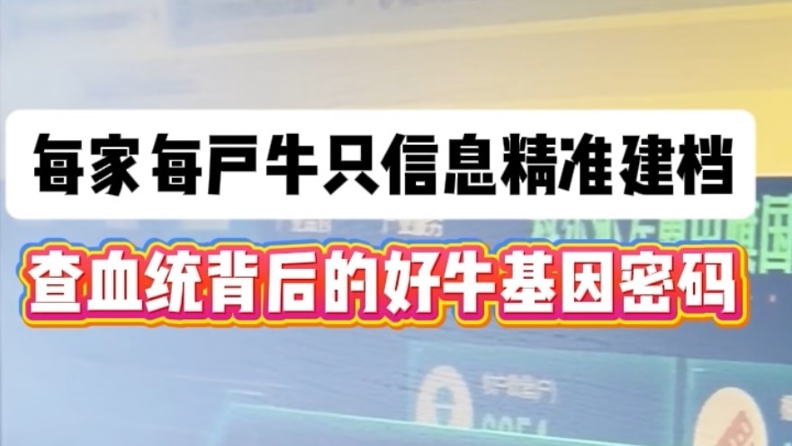 数字化赋能草原畜牧，每一头牛都可追本溯源