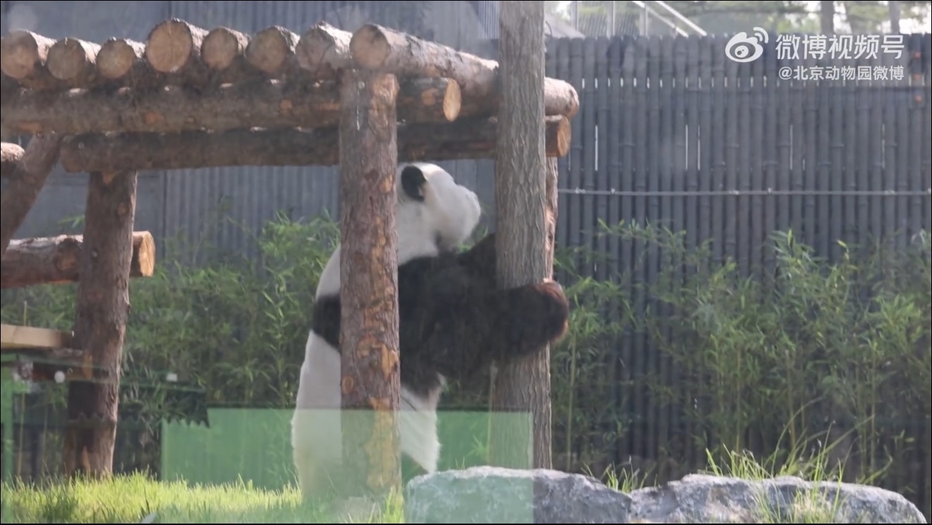 大熊猫“萌兰”生日虽不展出但可以“云”上见