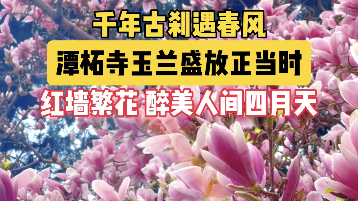 千年古刹遇春风
潭柘寺玉兰盛放正当时
红墙繁花 醉美人间四月天