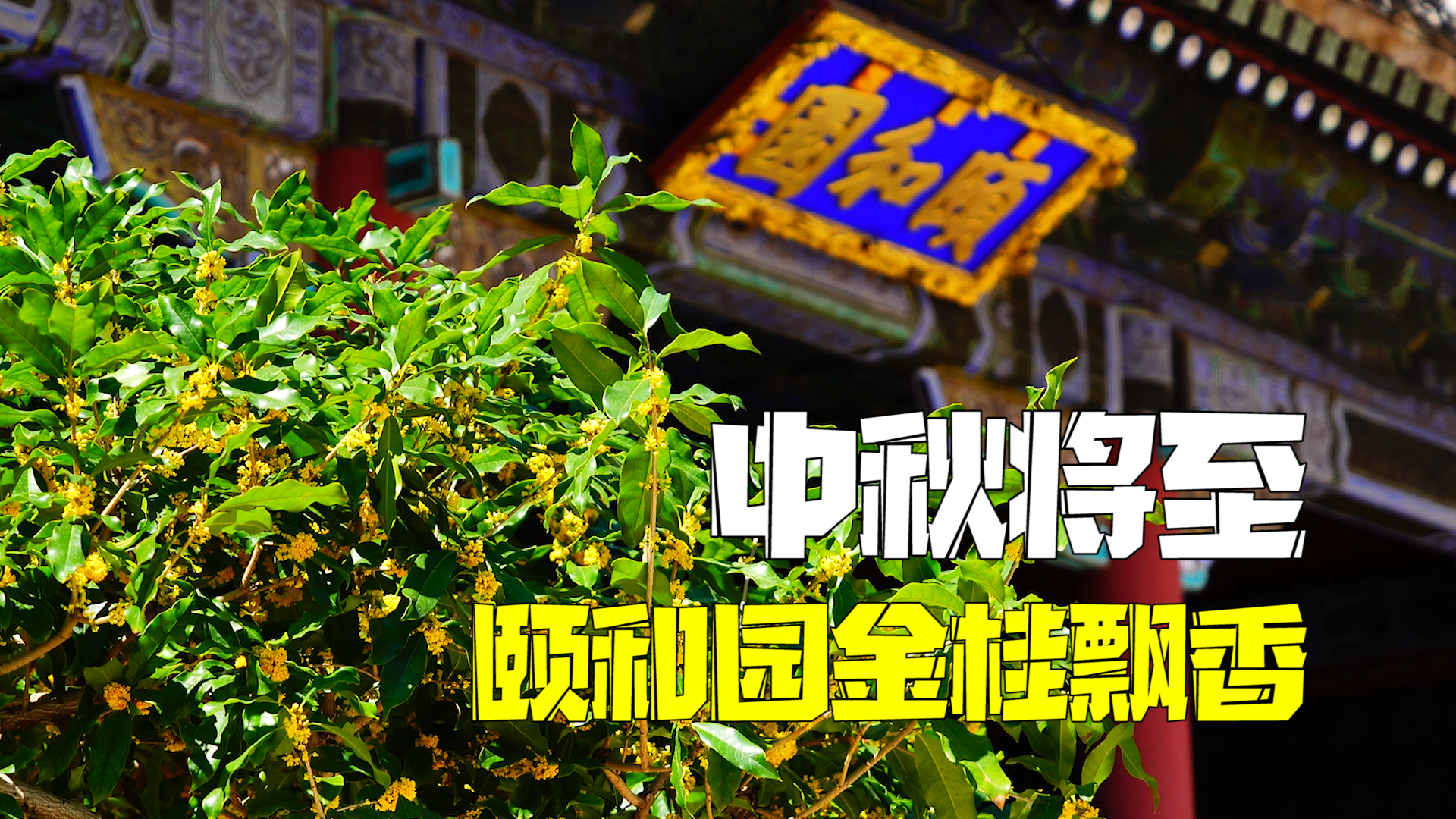 中秋将至颐和园金桂飘香 中秋将至颐和园金桂飘香