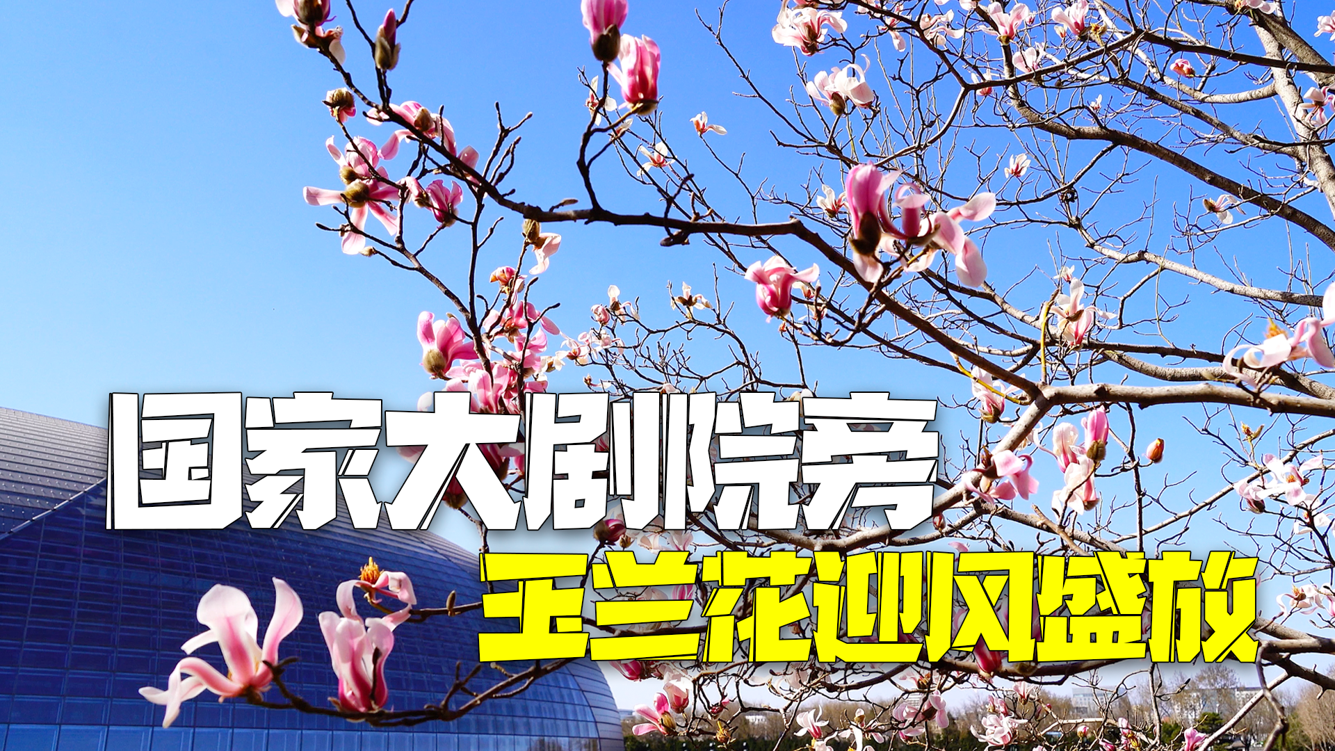 春花俏京城 国家大剧院前玉兰唯美绽放