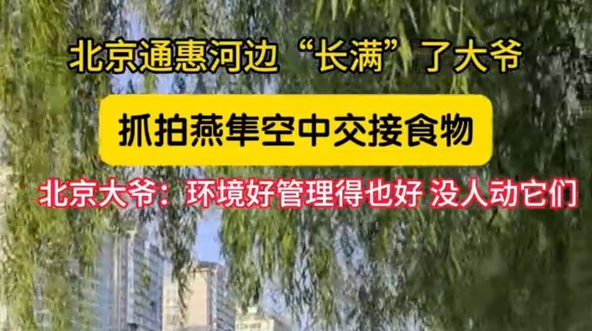 北京通惠河边“长满”了大爷 抓拍燕隼空中交接食物