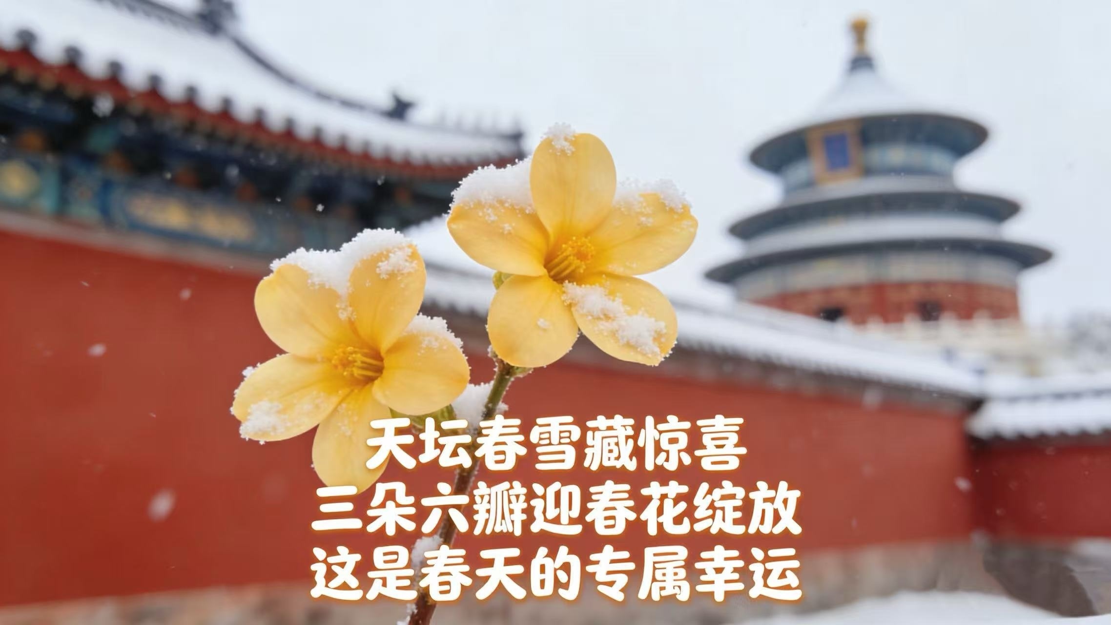 天坛春雪有惊喜！三朵六瓣迎春花绽放 这是春天的专属幸运✨
