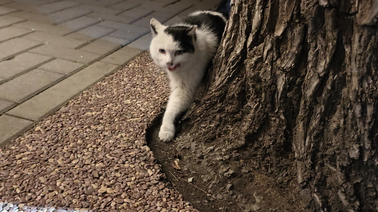 北海公园志愿者寒夜行动!坚持为流浪猫做绝育 北海公园志愿者寒夜行动!坚持为流浪猫做绝育