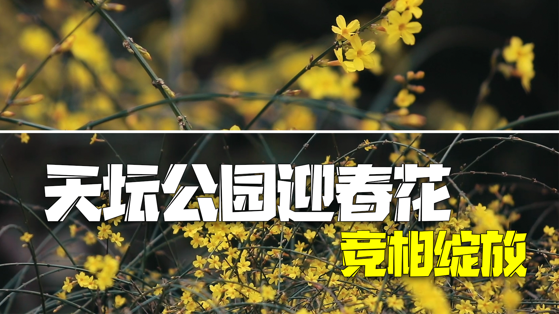 天坛公园迎春花竞相绽放 古杏林与祈年殿遥相呼应 天坛公园迎春花竞相绽放 古杏林与祈年殿遥相呼应
