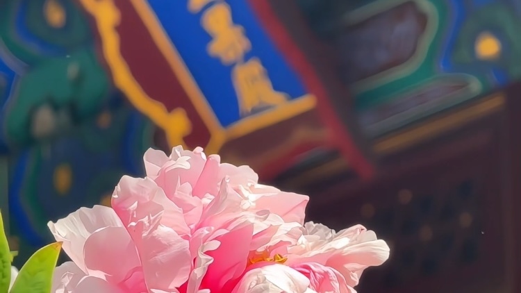 竞夸天下无双艳,独立人间第一香丨牡丹(北海公园) 竞夸天下无双艳,独立人间第一香丨牡丹(北海公园)