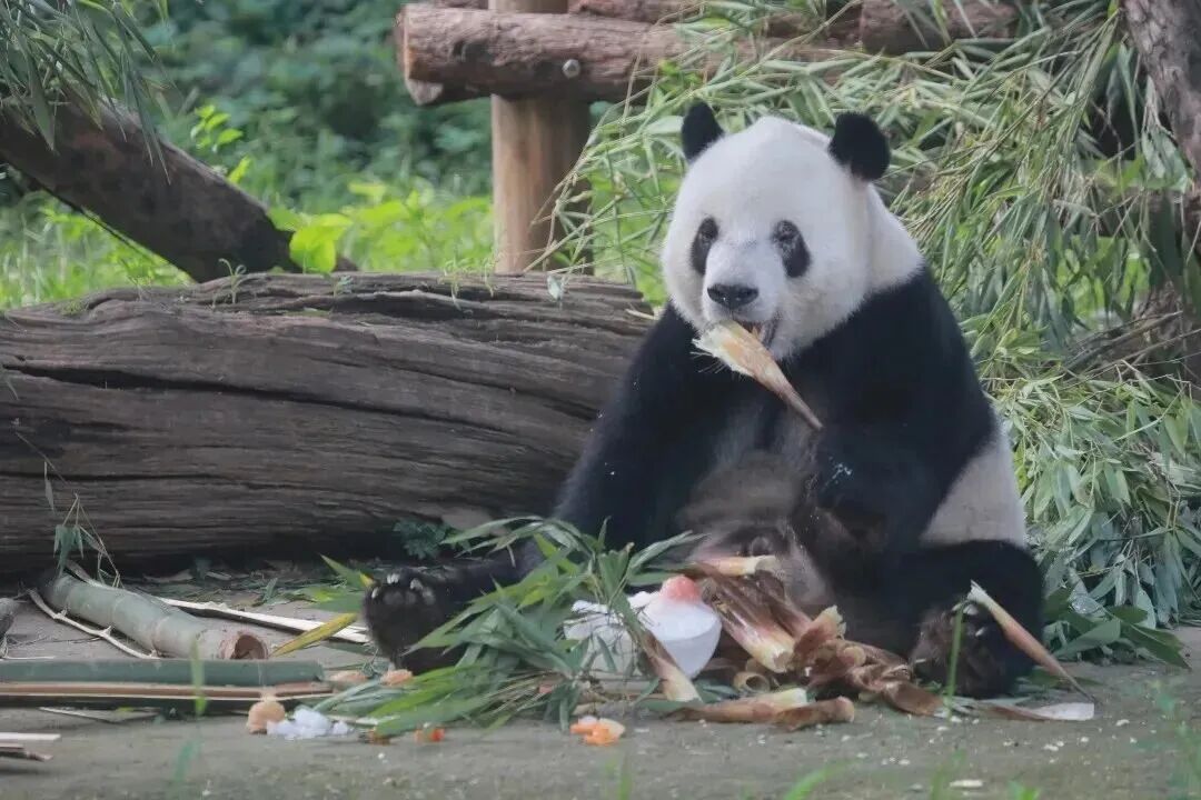 北京动物园研学课程第二期：熊猫家族和“捕猎者”的生存智慧