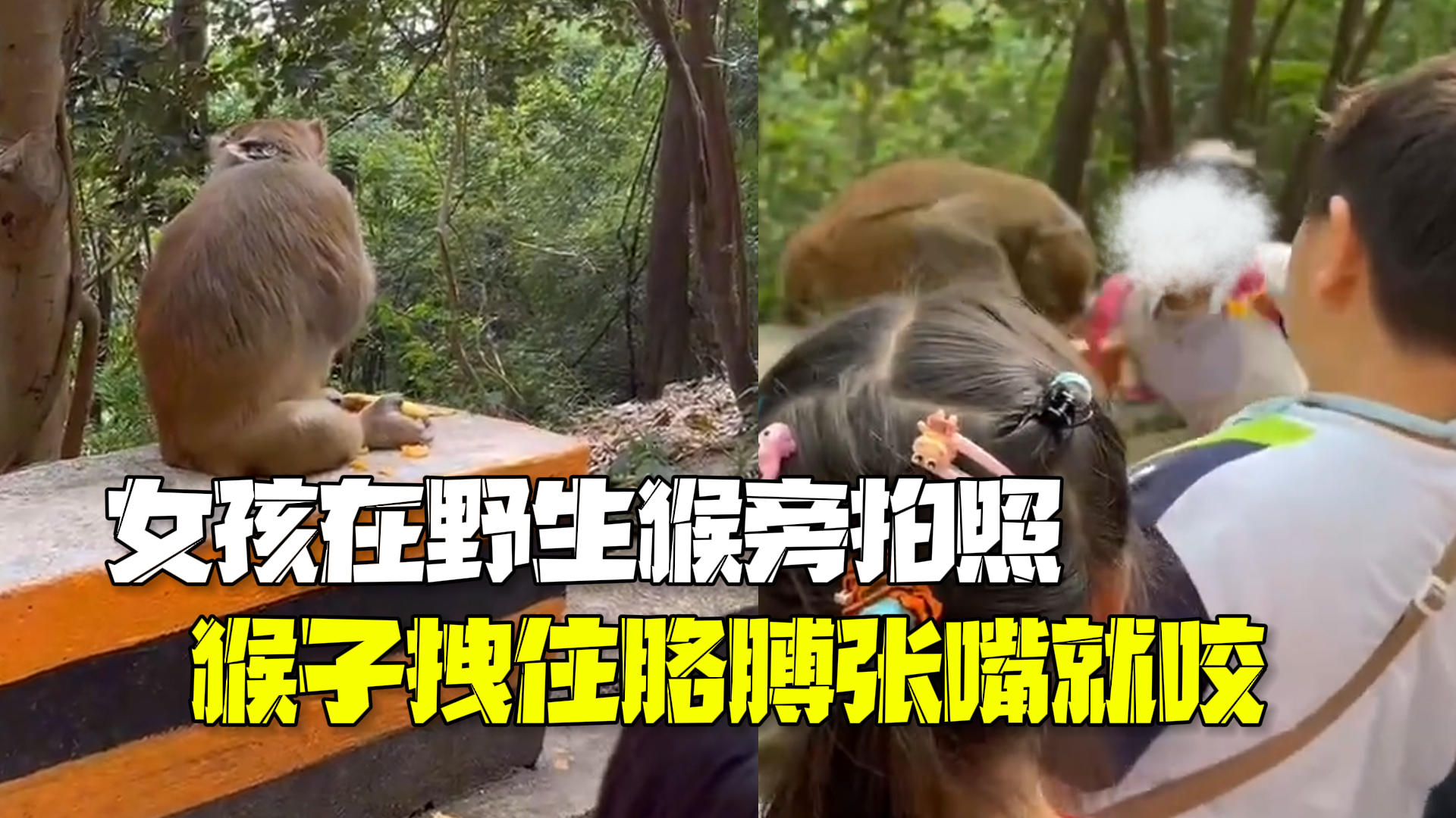 女孩在野生猴旁拍照 猴子拽住胳膊张嘴就咬