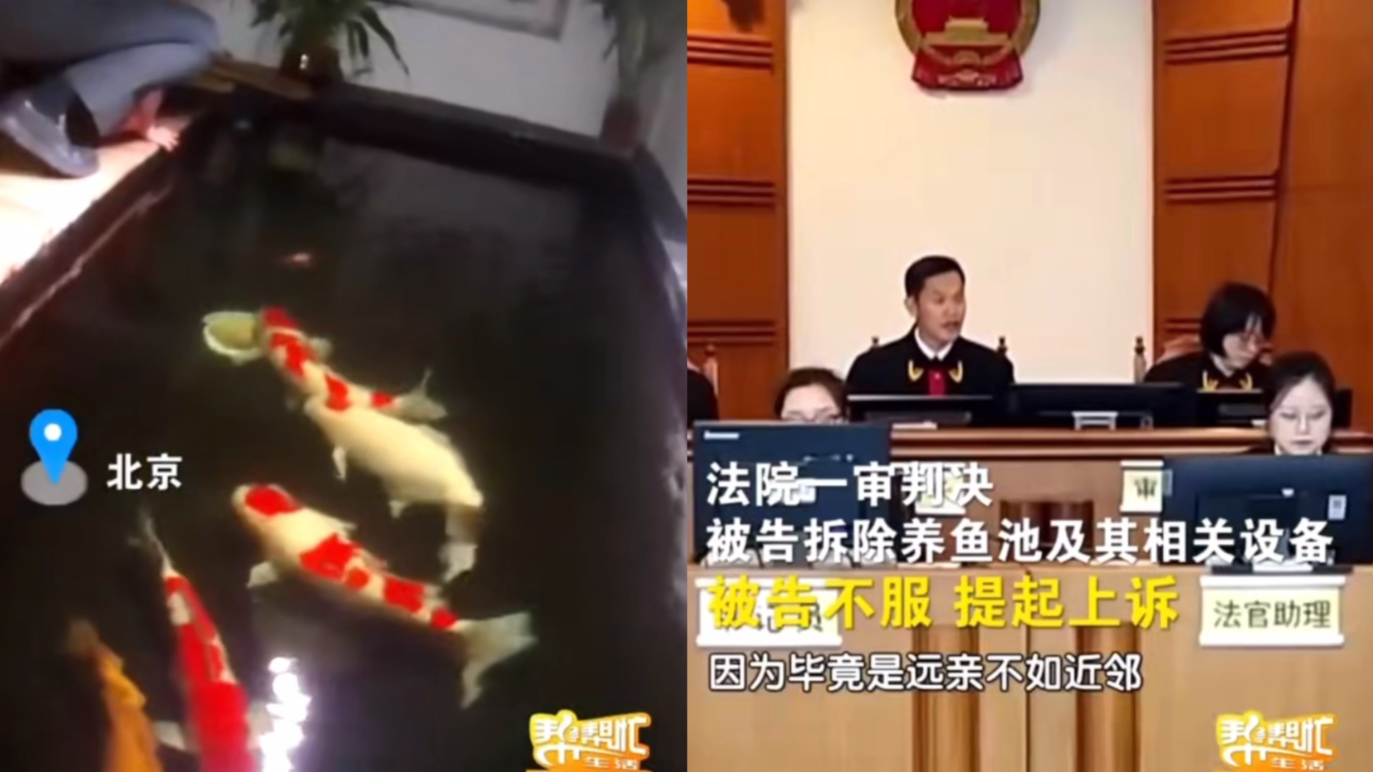 北京一业主将地下室改成养鱼池，法院判决鱼池设备停用拆除