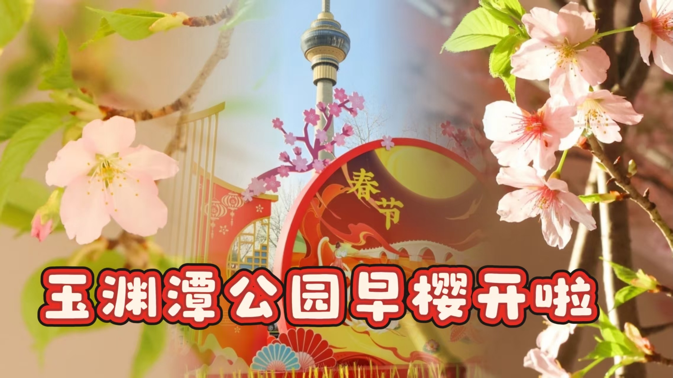 早樱绽放迎新春!玉渊潭公园樱花展让你“赏樱自由”! 早樱绽放迎新春!玉渊潭公园樱花展让你“赏樱自由”!