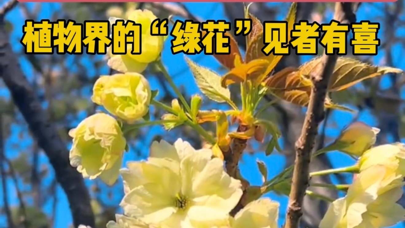 你见过植物界爱马仕“绿花”吗？专家说，见者有喜！