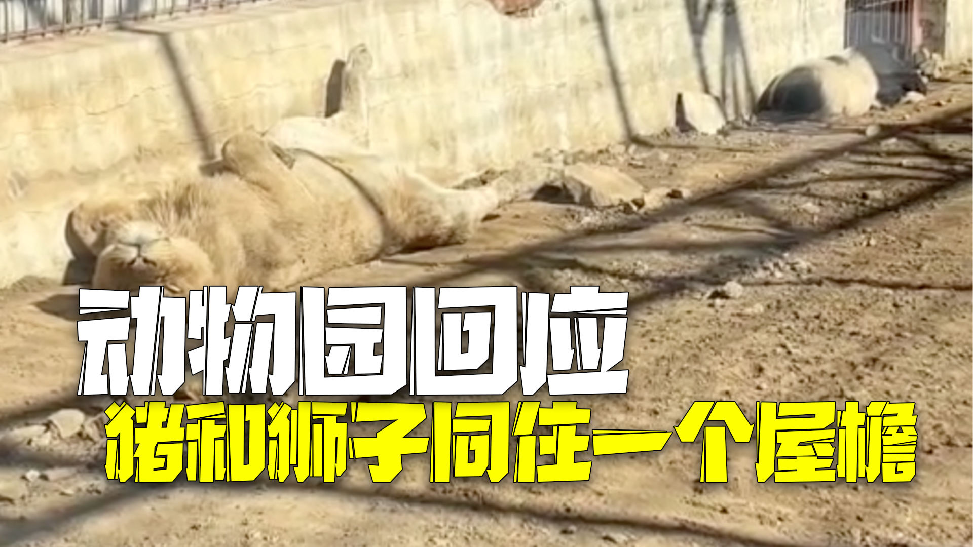 动物园回应猪和狮子同住一个屋檐下：从小一起养大，相安无事