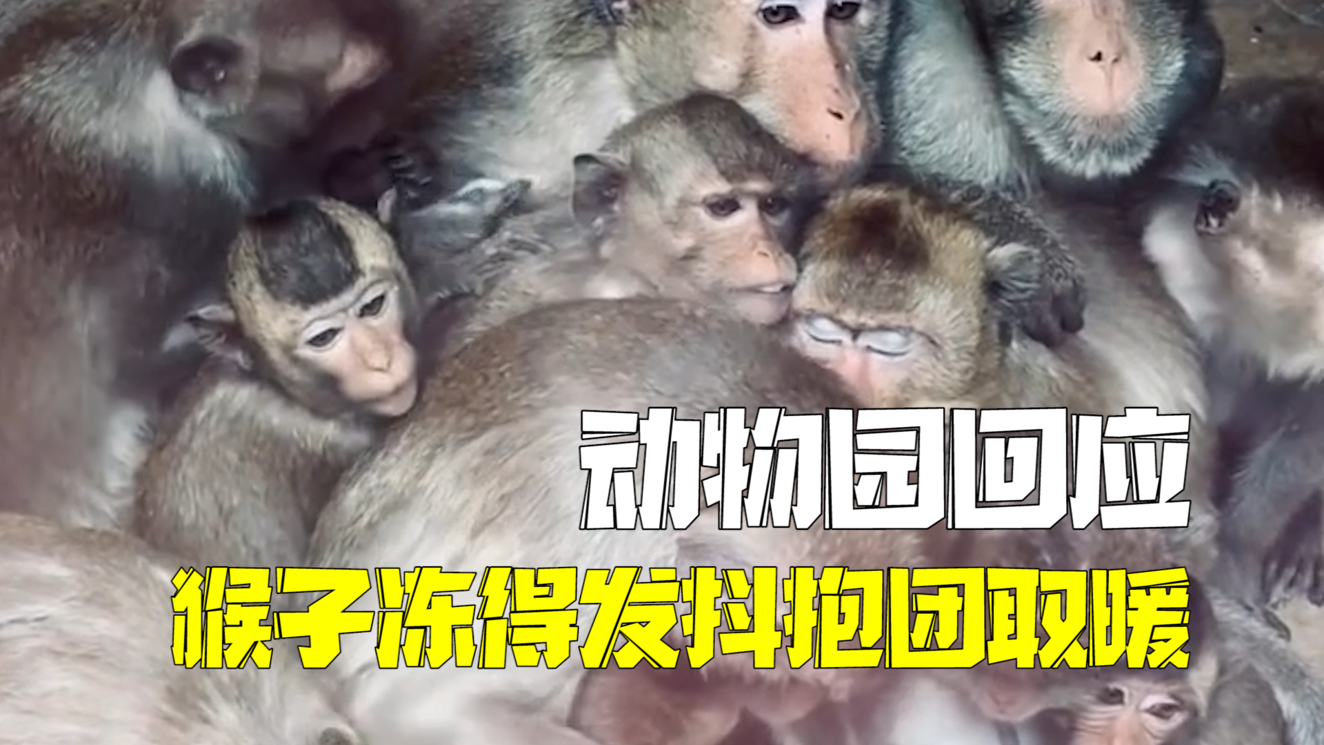 游客质疑动物园管理不善 猴子冻得瑟瑟发抖抱在一起 动物园：这是习性，室内有20℃！