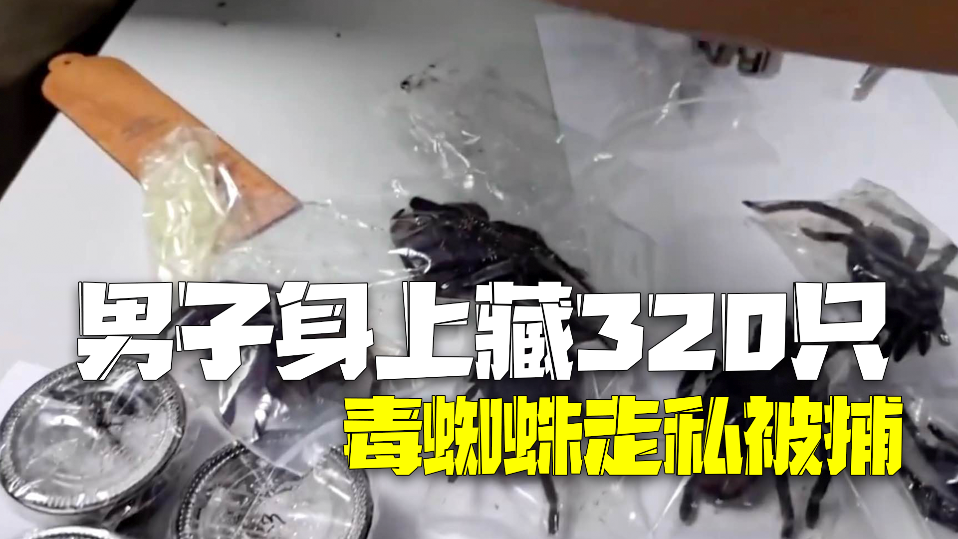 身上藏了320只毒蜘蛛!韩国男子走私昆虫被捕 身上藏了320只毒蜘蛛!韩国男子走私昆虫被捕
