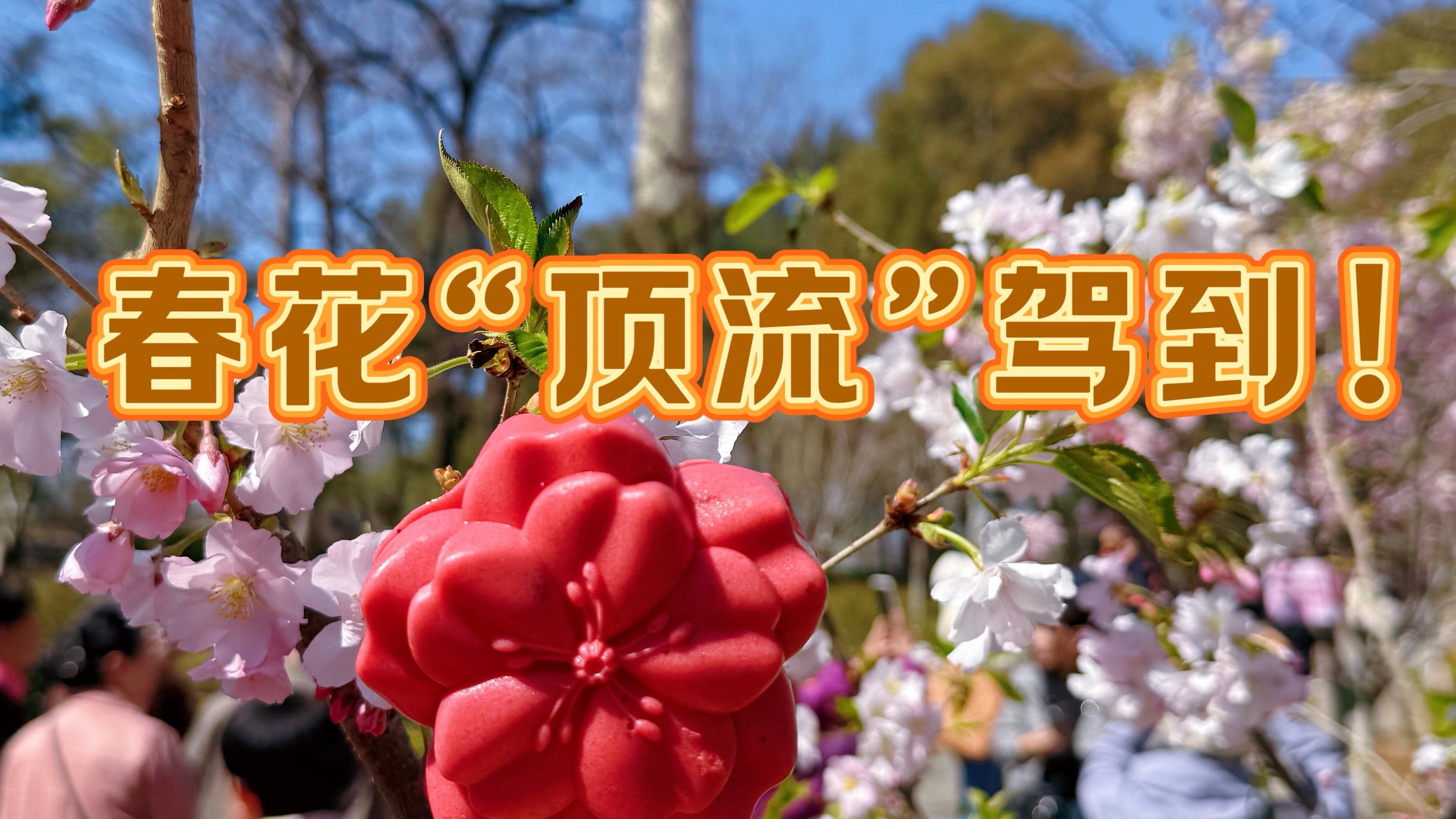 春花“顶流”来喽!玉渊潭樱花节开幕! 春花“顶流”来喽!玉渊潭樱花节开幕!