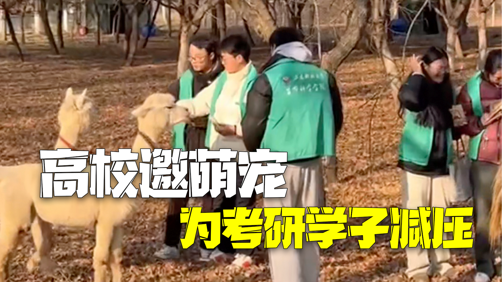 高校邀请萌宠入驻校园为即将考研的学子减压 高校邀请萌宠入驻校园为即将考研的学子减压