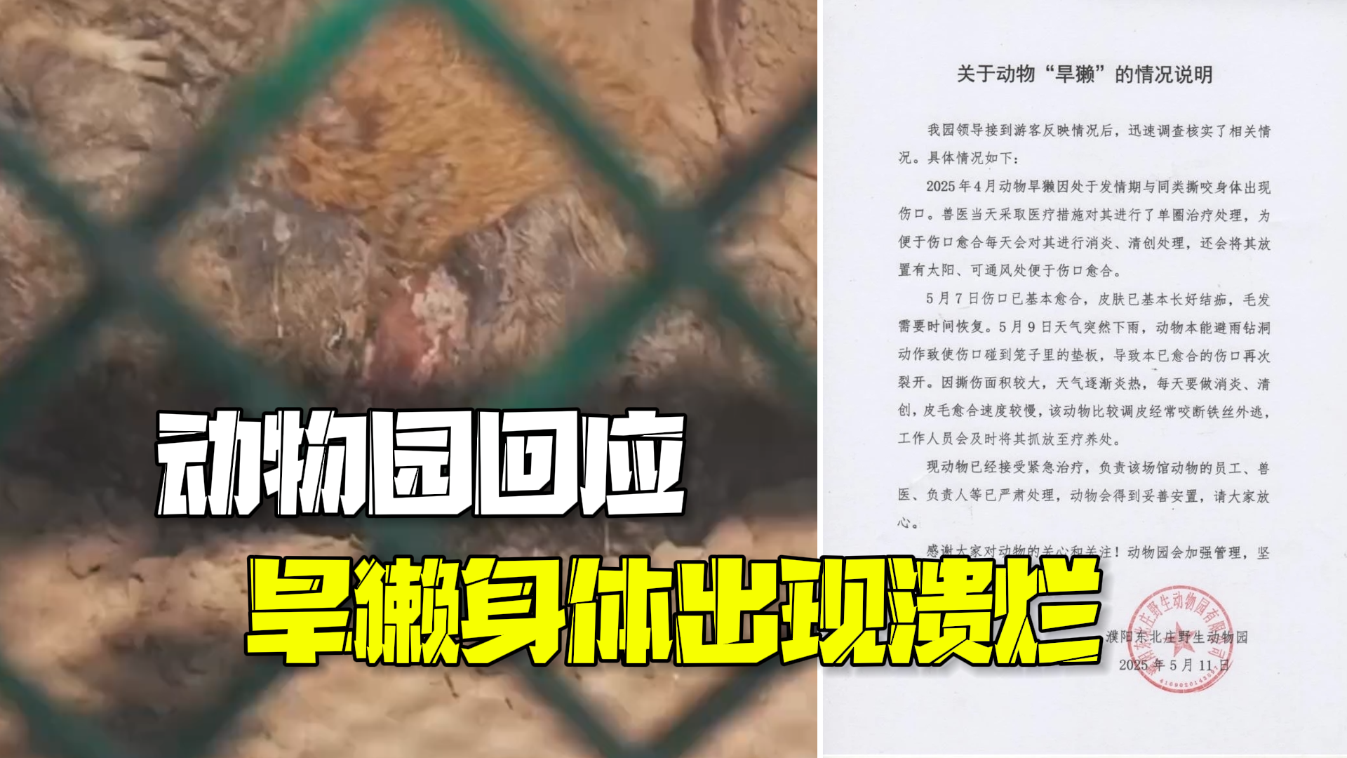 濮阳动物园一旱獭身体出现溃烂 园方:与同类撕咬导致受伤,已接受紧急治疗 濮阳动物园一旱獭身体出现溃烂 园方:与同类撕咬导致受伤,已接受紧急治疗