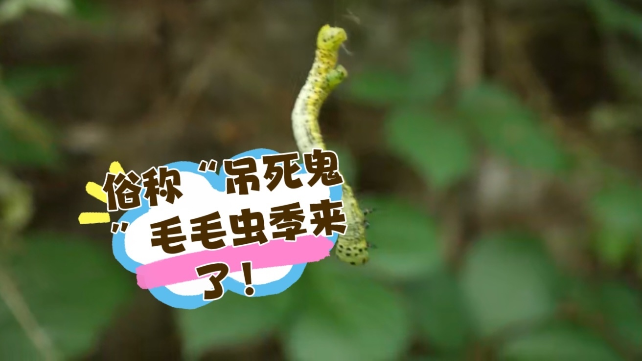 高清镜头下的“吊死鬼” 遇到毛毛虫不怕不怕啦! 高清镜头下的“吊死鬼” 遇到毛毛虫不怕不怕啦!