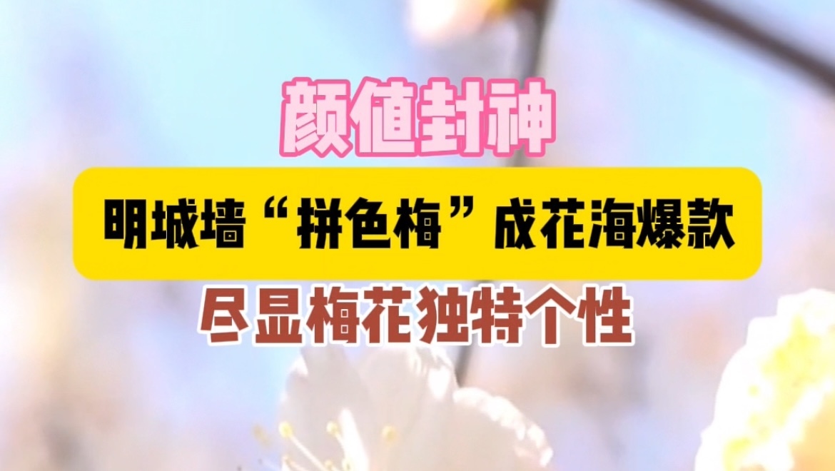 一花两色！北京明城墙“拼色”梅花惊艳了京城的春