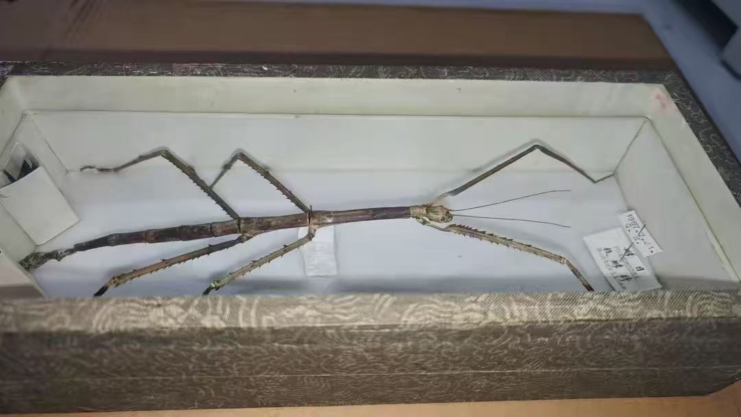 169件珍贵的昆虫标本入藏中国农业大学昆虫博物馆 169件珍贵的昆虫标本入藏中国农业大学昆虫博物馆