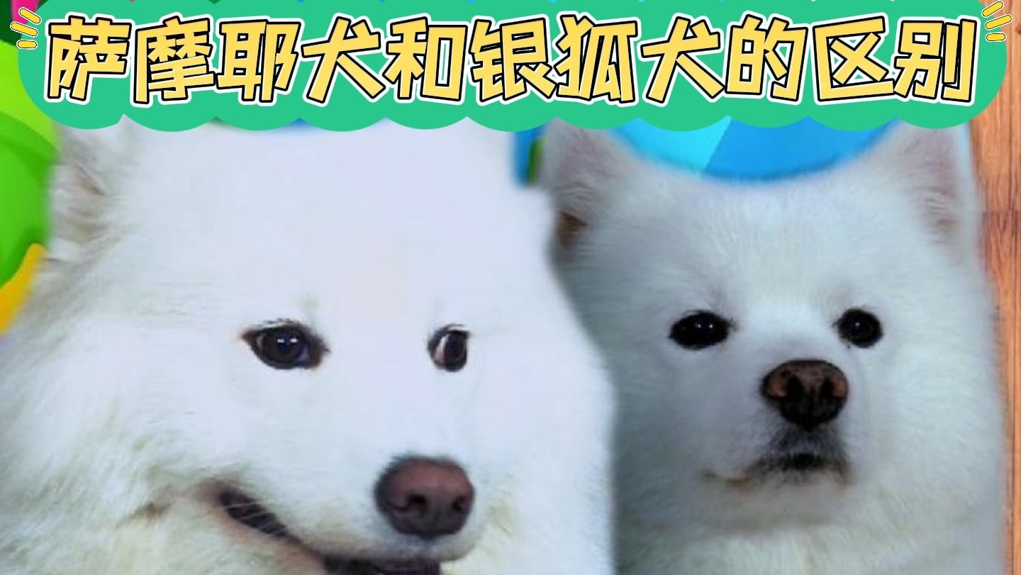 萨摩耶犬和银狐犬的区别
