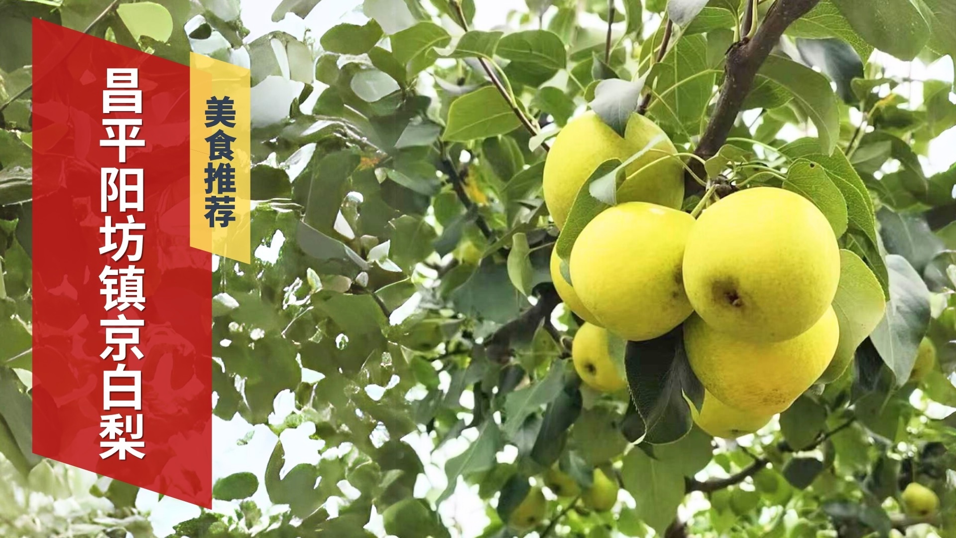 昌平区阳坊镇百年京白梨古树大丰收 昌平区阳坊镇百年京白梨古树大丰收