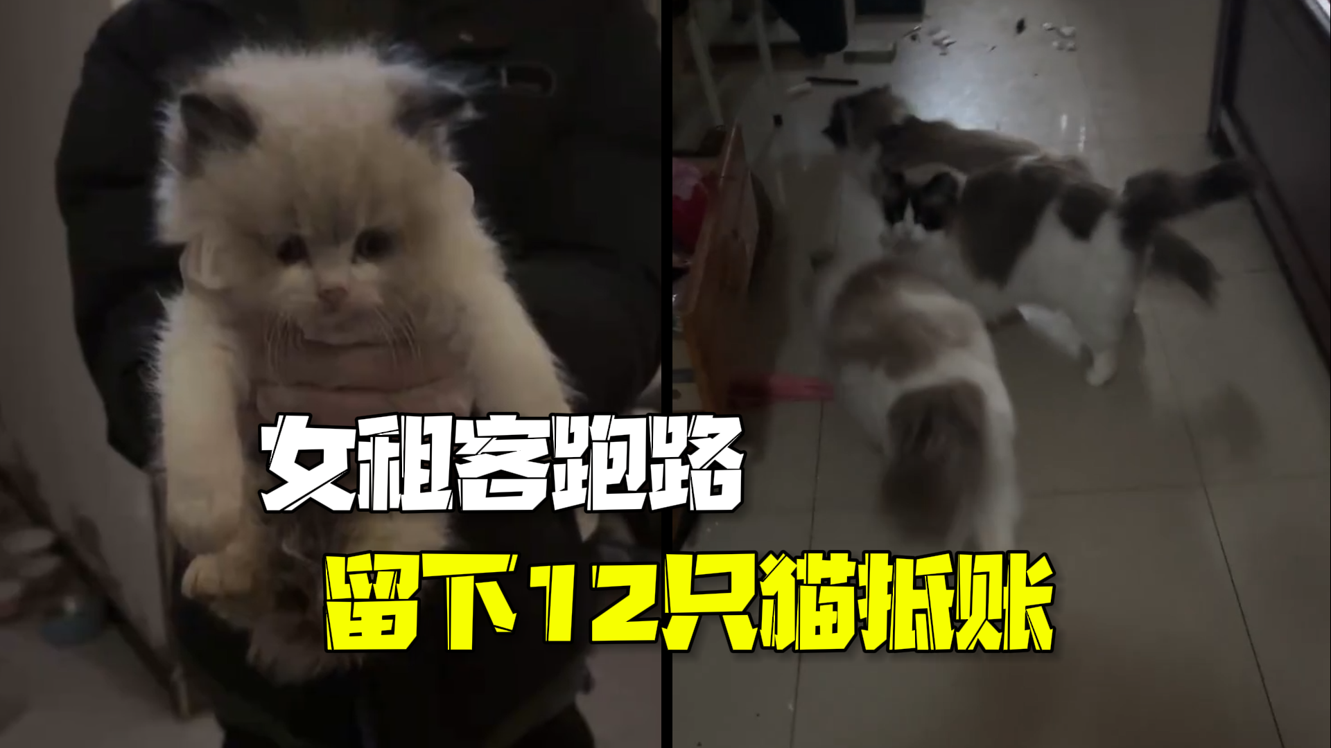 女租客跑路留下12只猫满屋臭气熏天 房东:损失1万多,对方说拿猫抵账 女租客跑路留下12只猫满屋臭气熏天 房东:损失1万多,对方说拿猫抵账