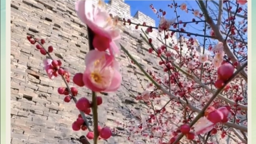 梅花开在了城墙下,这是属于北京的『中式浪漫』 梅花开在了城墙下,这是属于北京的『中式浪漫』
