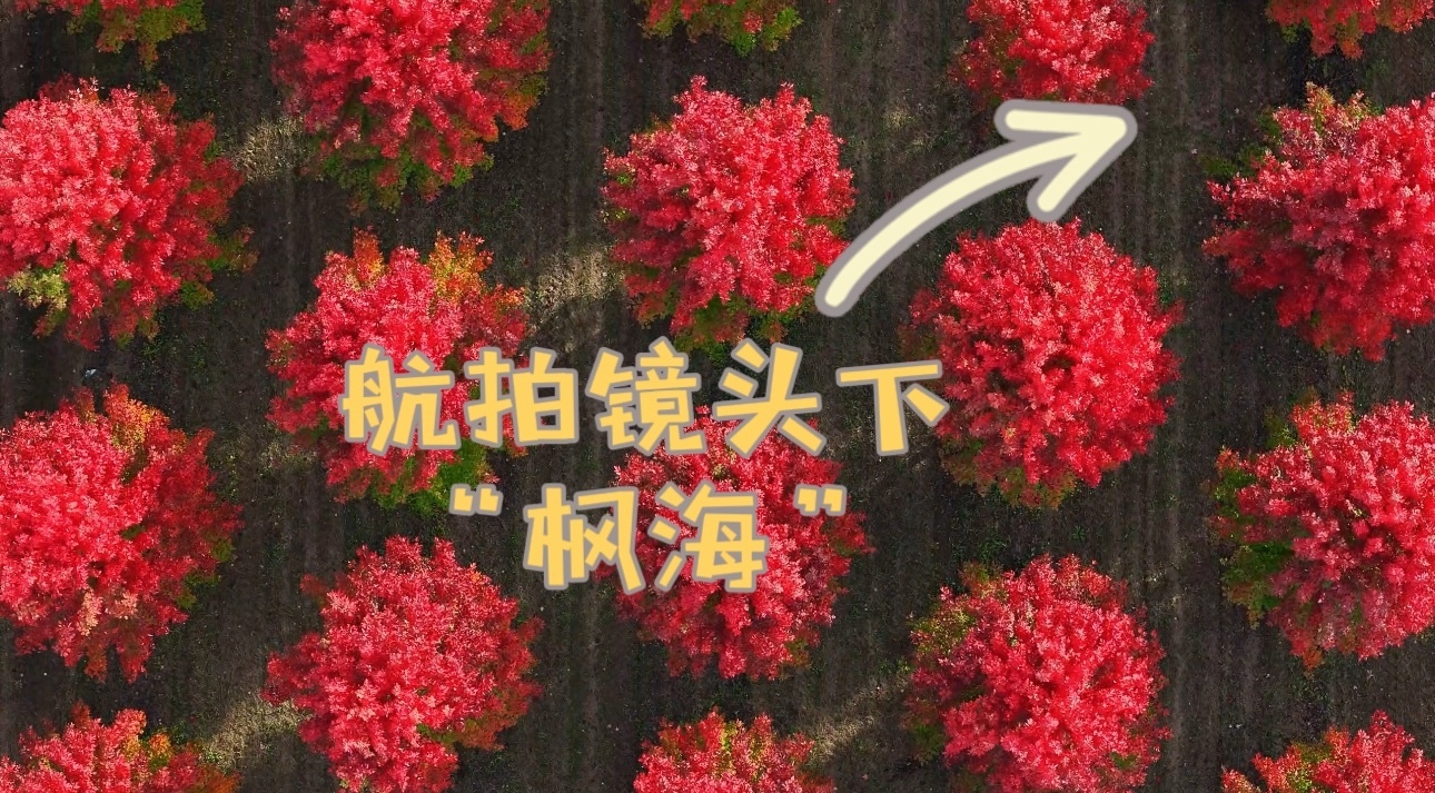 这红到心巴上，航拍镜头下的“枫海”美得不像话！