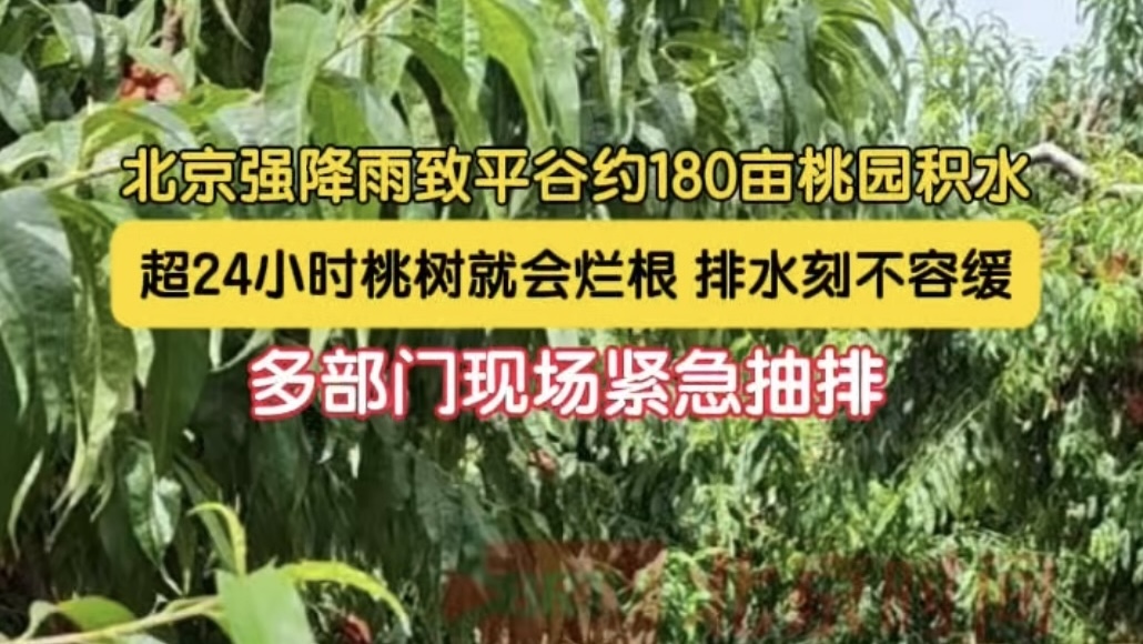 北京强降雨致平谷约180亩桃园积水 多部门现场紧急抽排