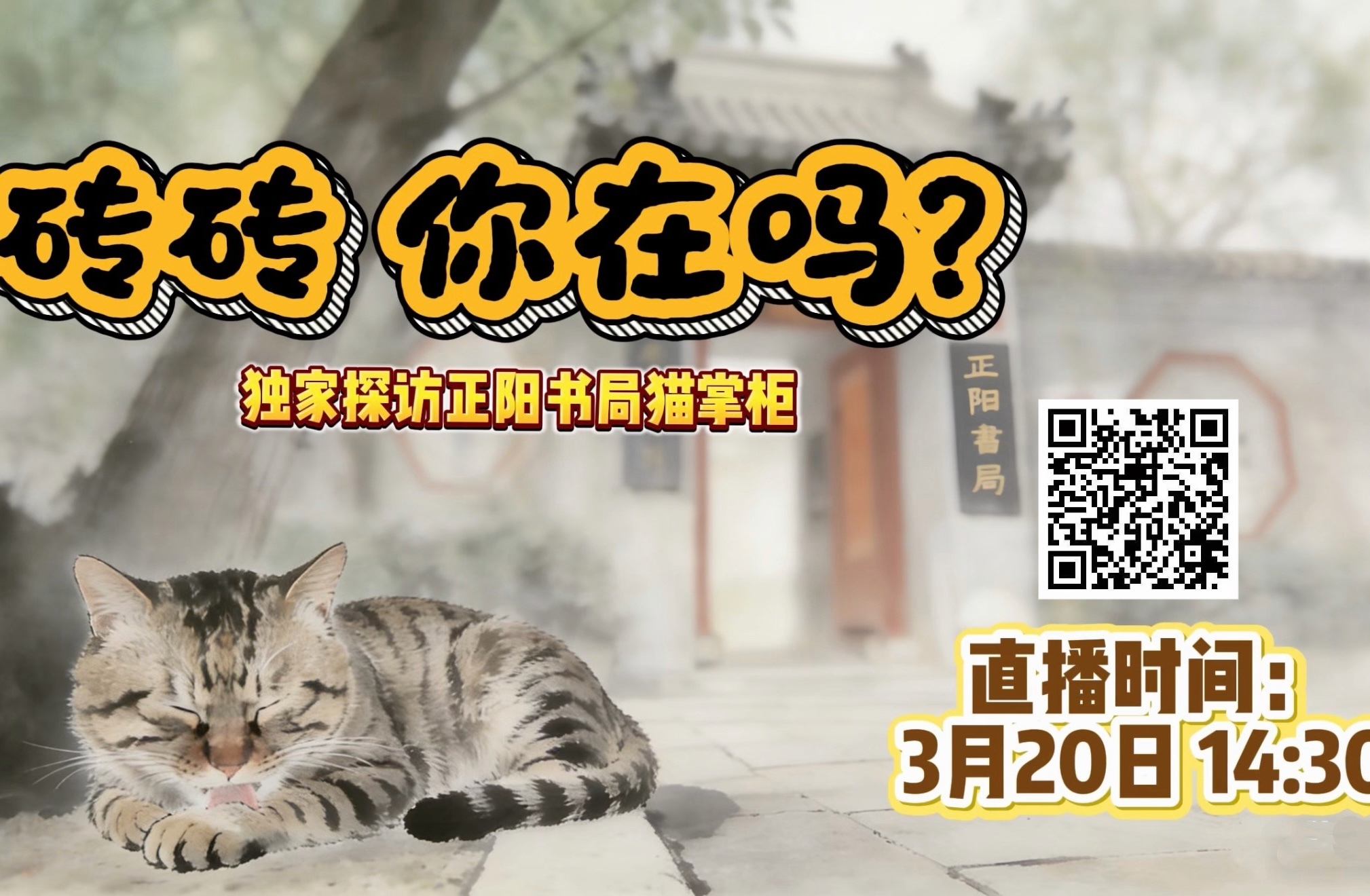 砖砖你在吗？独家直播探访正阳书局猫掌柜