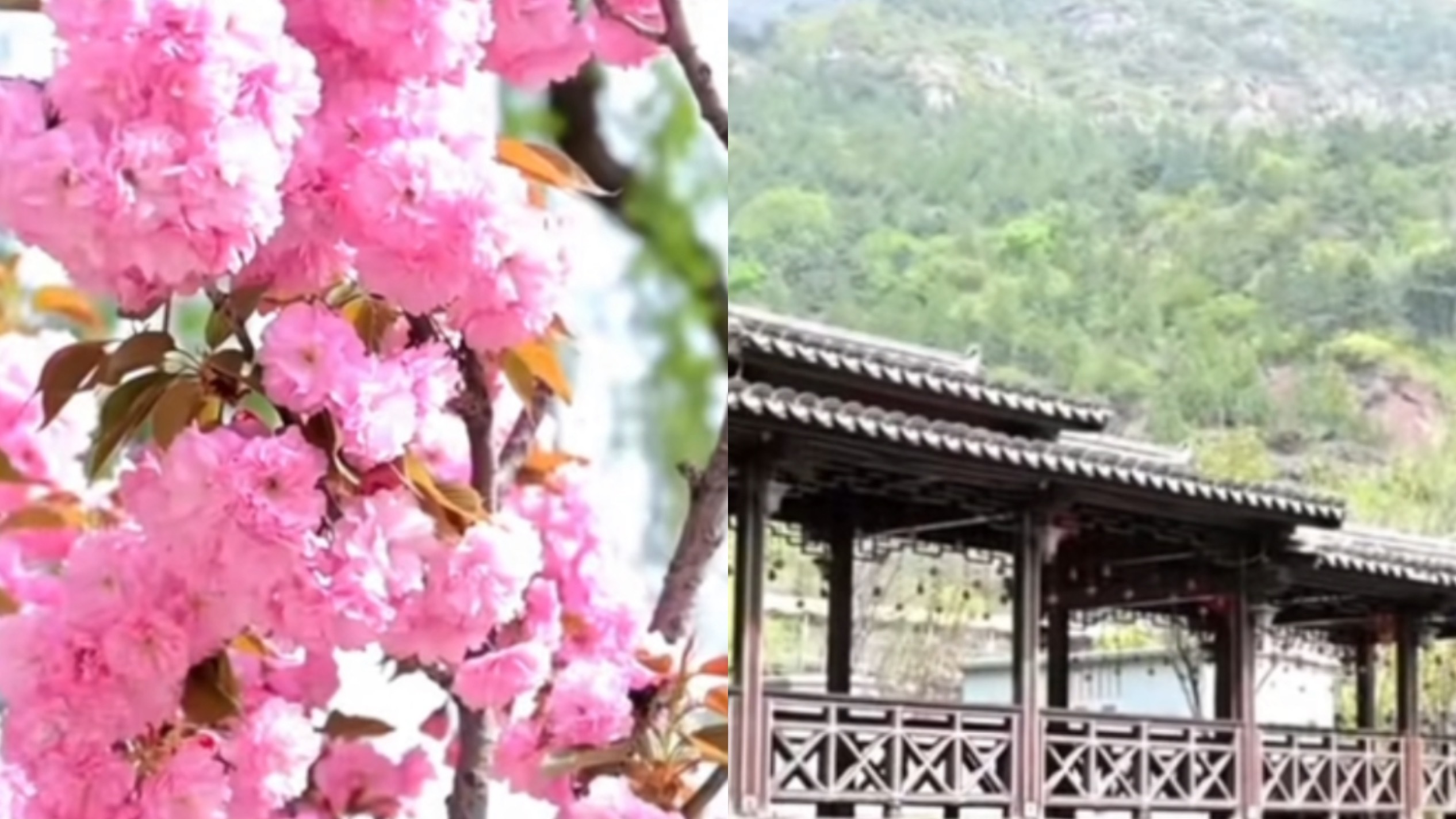 北京最晚樱花开了，五一错峰赏樱就来龙庆峡