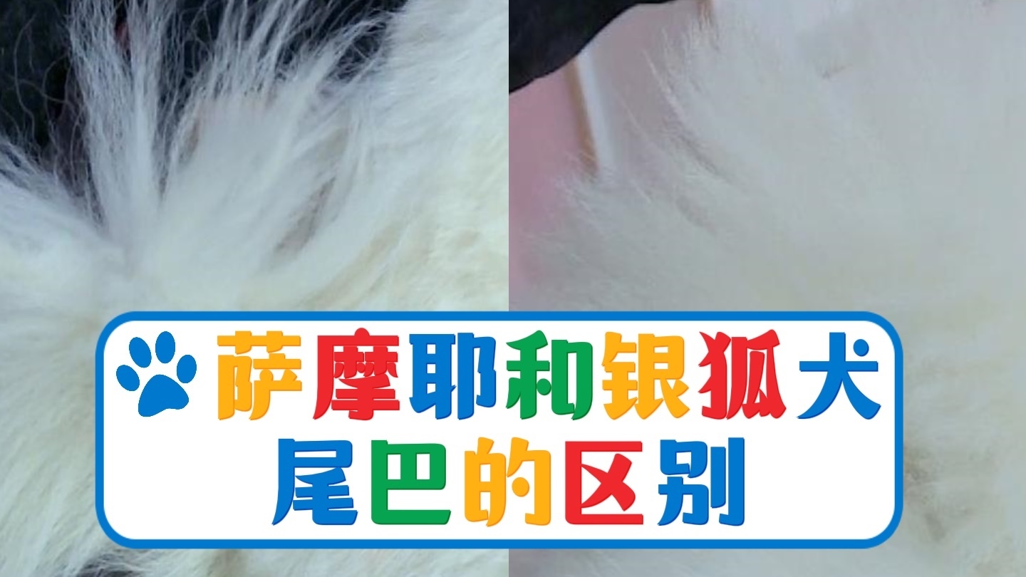 萨摩耶犬和银狐犬尾巴的区别 萨摩耶犬和银狐犬尾巴的区别