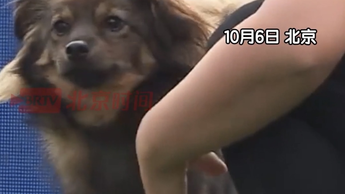 2025中国犬敏捷锦标赛新秀赛出现最淡定的狗狗 2025中国犬敏捷锦标赛新秀赛出现最淡定的狗狗