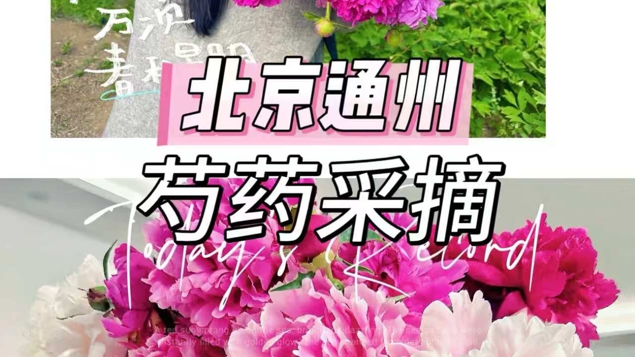 通州运河畔的芍药花海也太治愈了！亲手摘的快乐直接拉满～