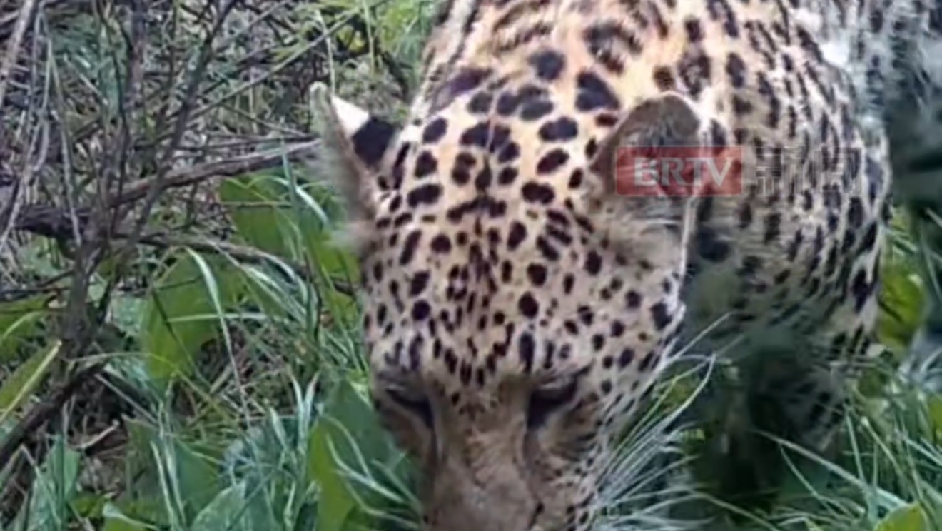 160公里!华北豹足迹已进入北京的“朋友圈” 160公里!华北豹足迹已进入北京的“朋友圈”