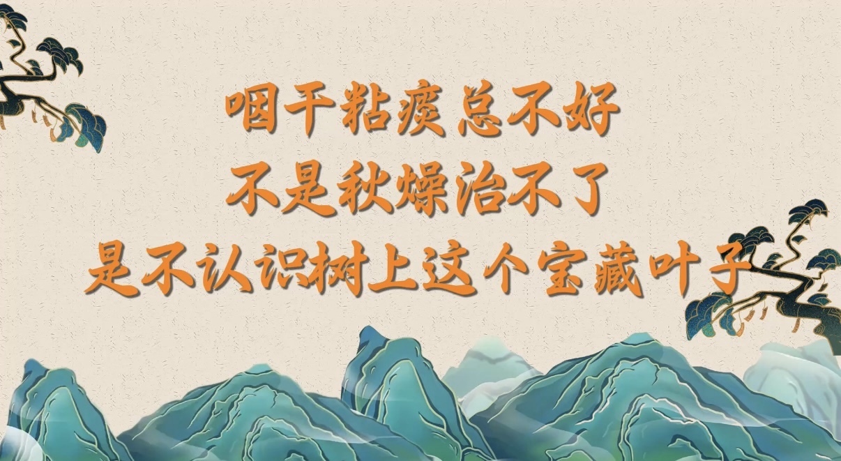 8.18咽干粘痰总不好，不是秋燥治不了！是不认识树上这个宝藏叶子