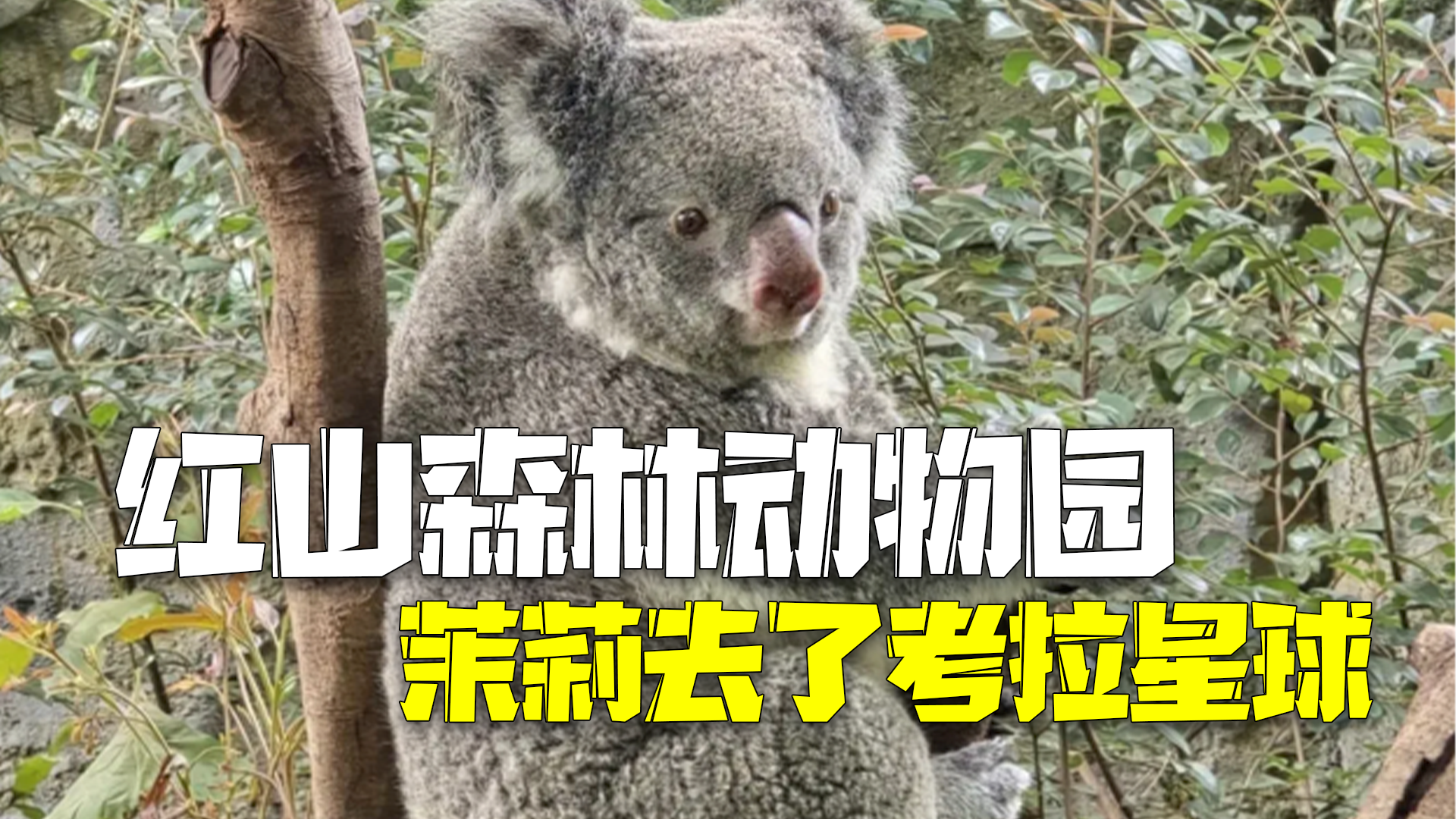 红山动物园茉莉去了考拉星球 留下8个月大未断奶幼崽 红山动物园茉莉去了考拉星球 留下8个月大未断奶幼崽