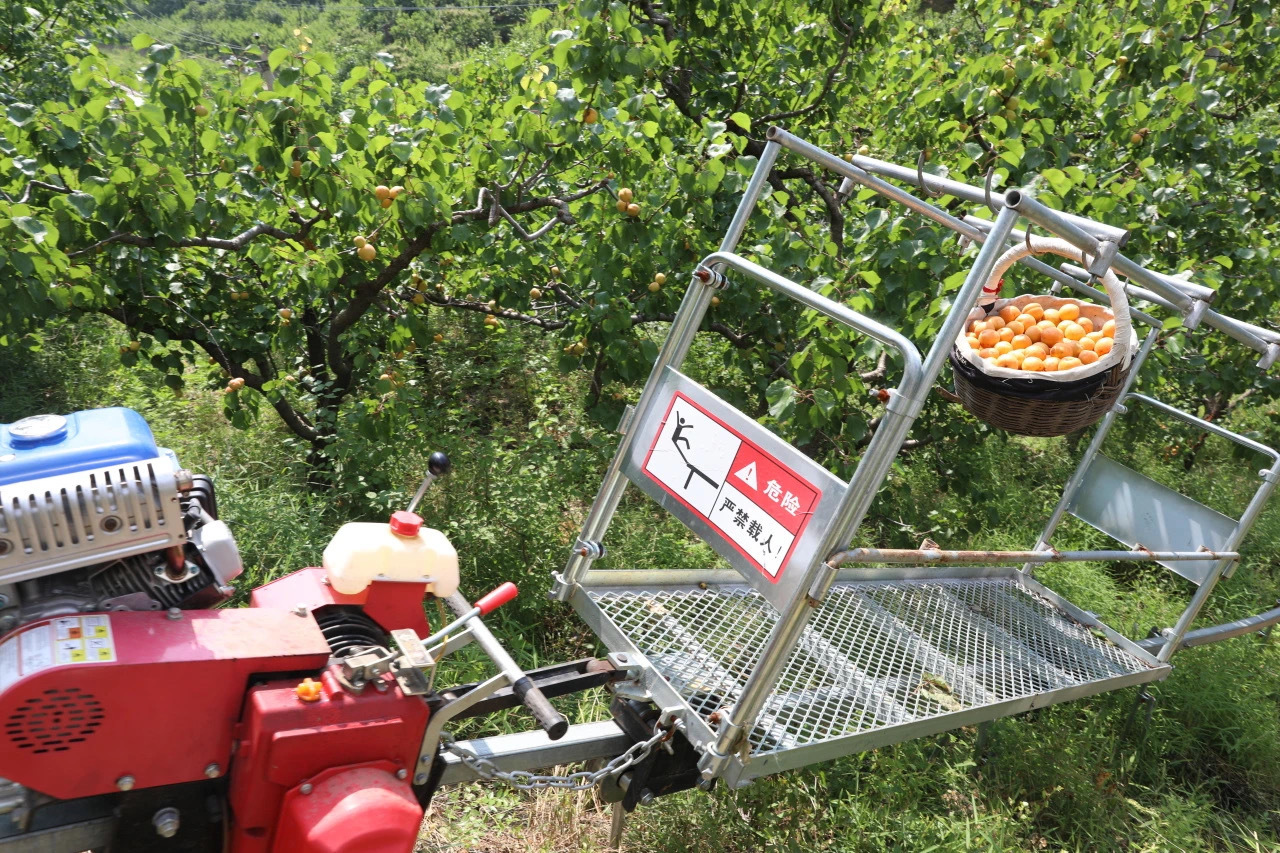 红杏“坐滑轨”下山 破解运输销售难题 红杏“坐滑轨”下山 破解运输销售难题