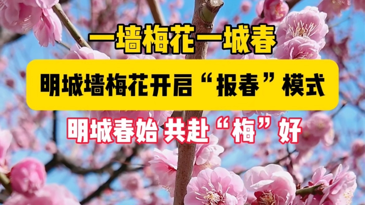 梅香满古城！北京明城墙春色已上线