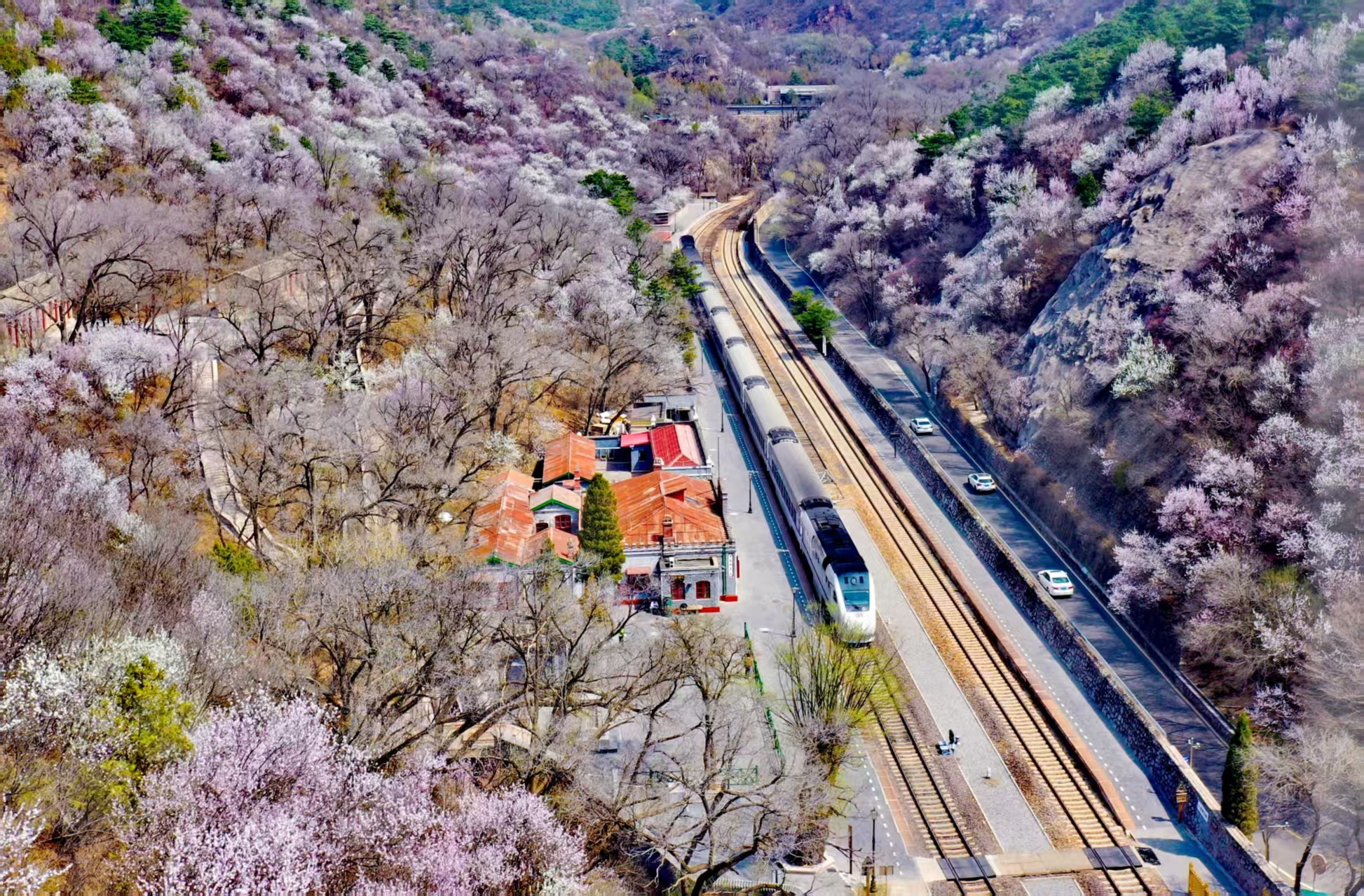 乘S2线赴春日之约，八达岭文旅四大赏花主题产品全新上线