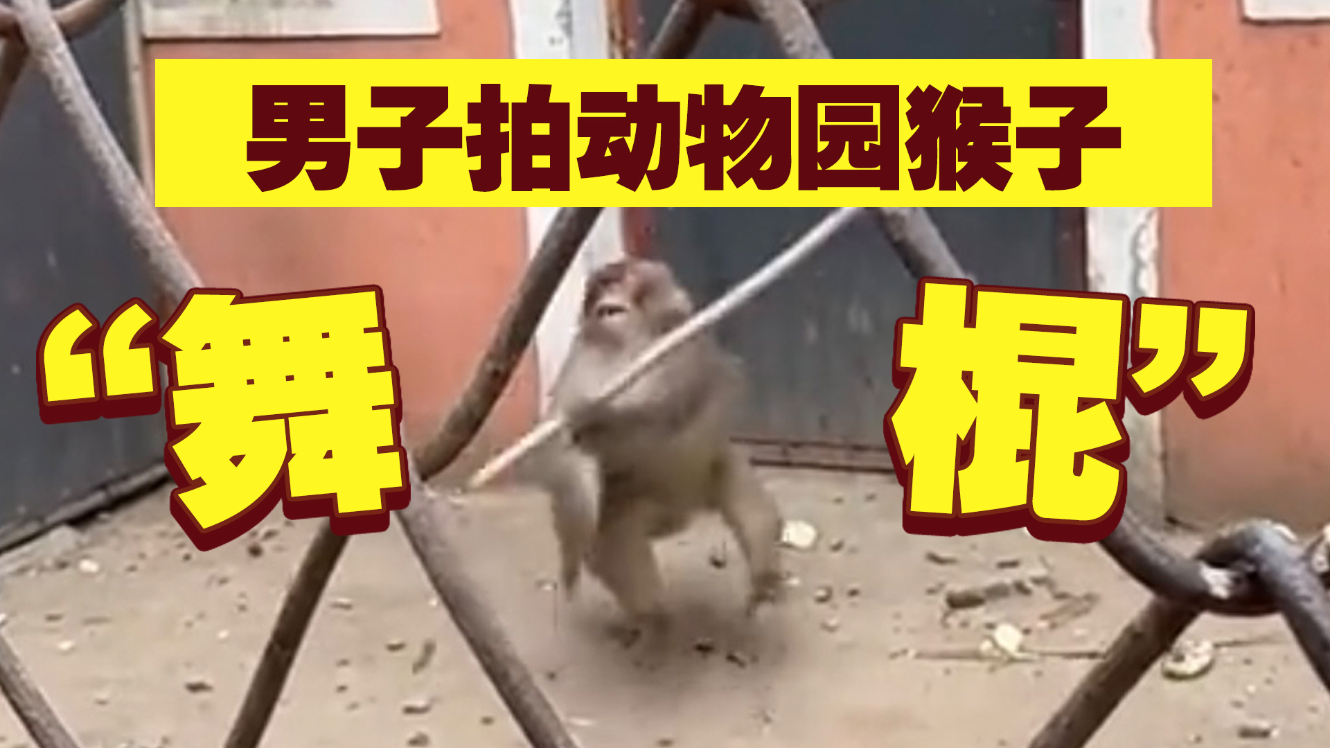 男子拍动物园猴子“舞棍”,网友:它是不是看西游记了? 男子拍动物园猴子“舞棍”,网友:它是不是看西游记了?