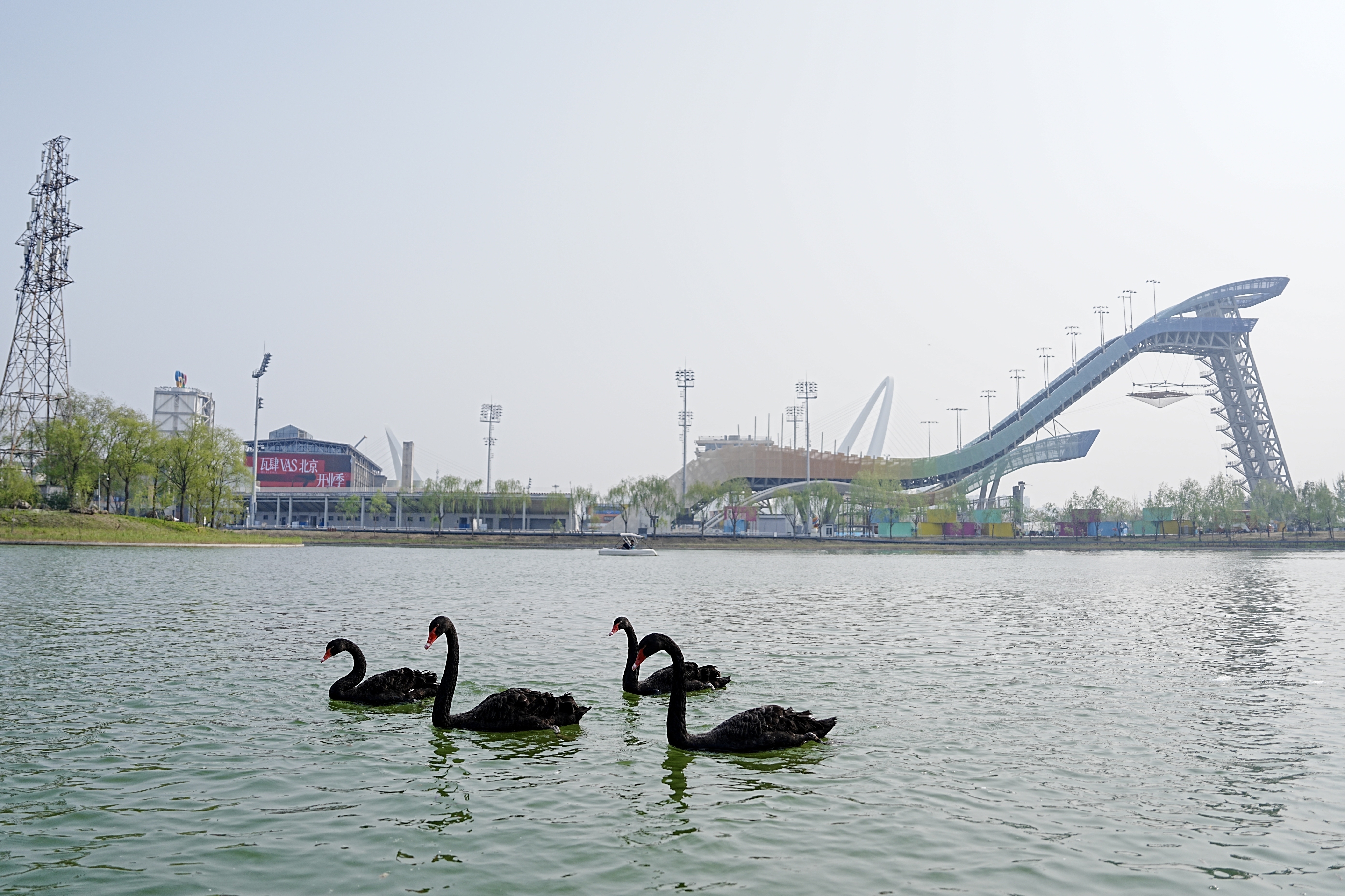 首钢园群明湖来了黑天鹅