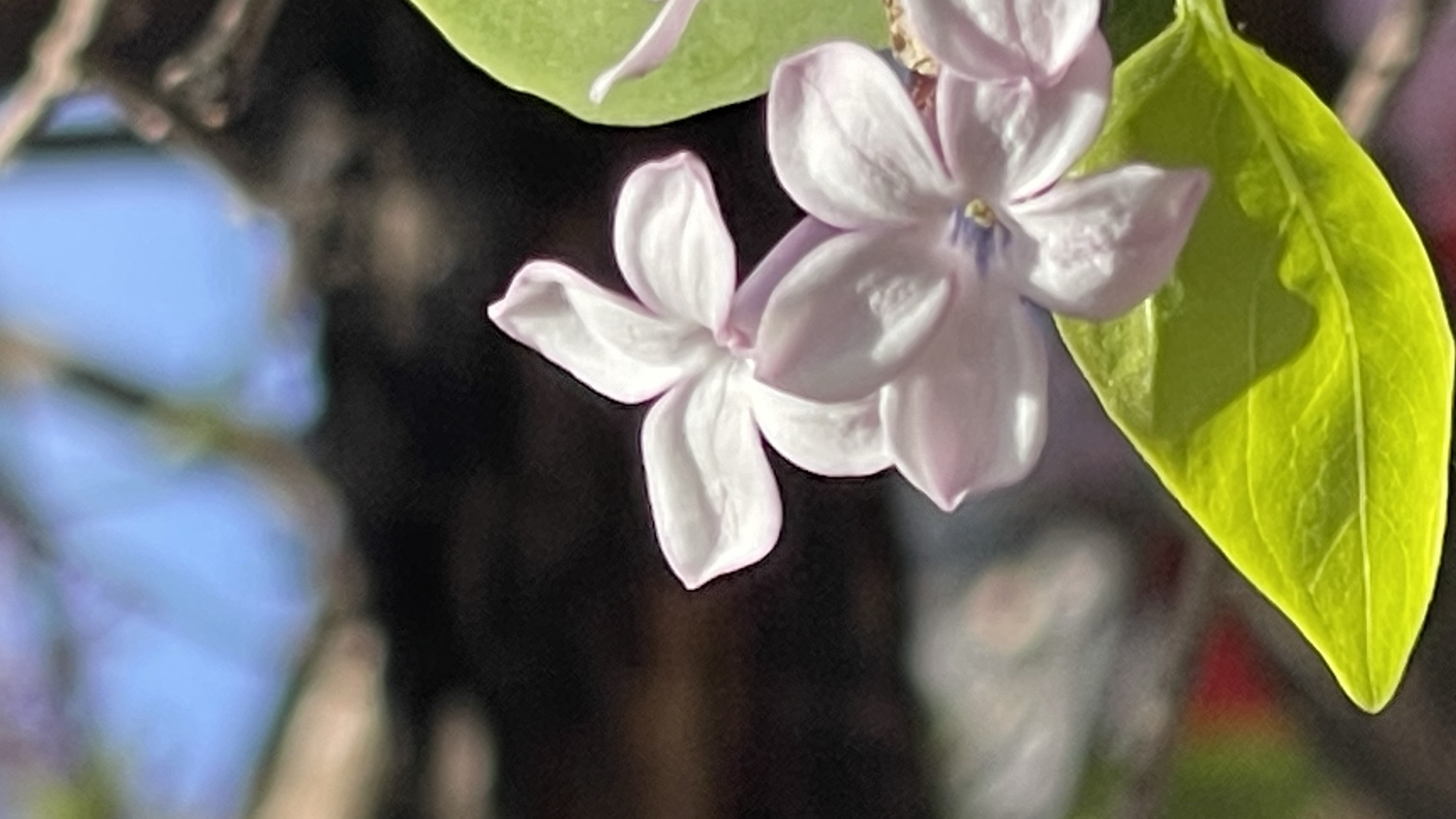 这里的丁香花有几个瓣？举头望丁香，快来数花瓣！