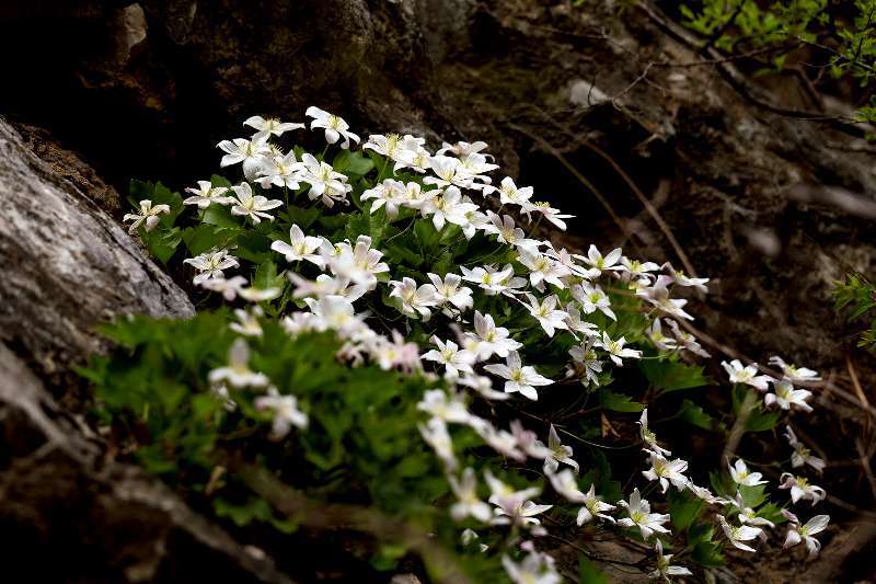 第十二个“世界野生动植物日”全市构建野生动植物智慧监测体系