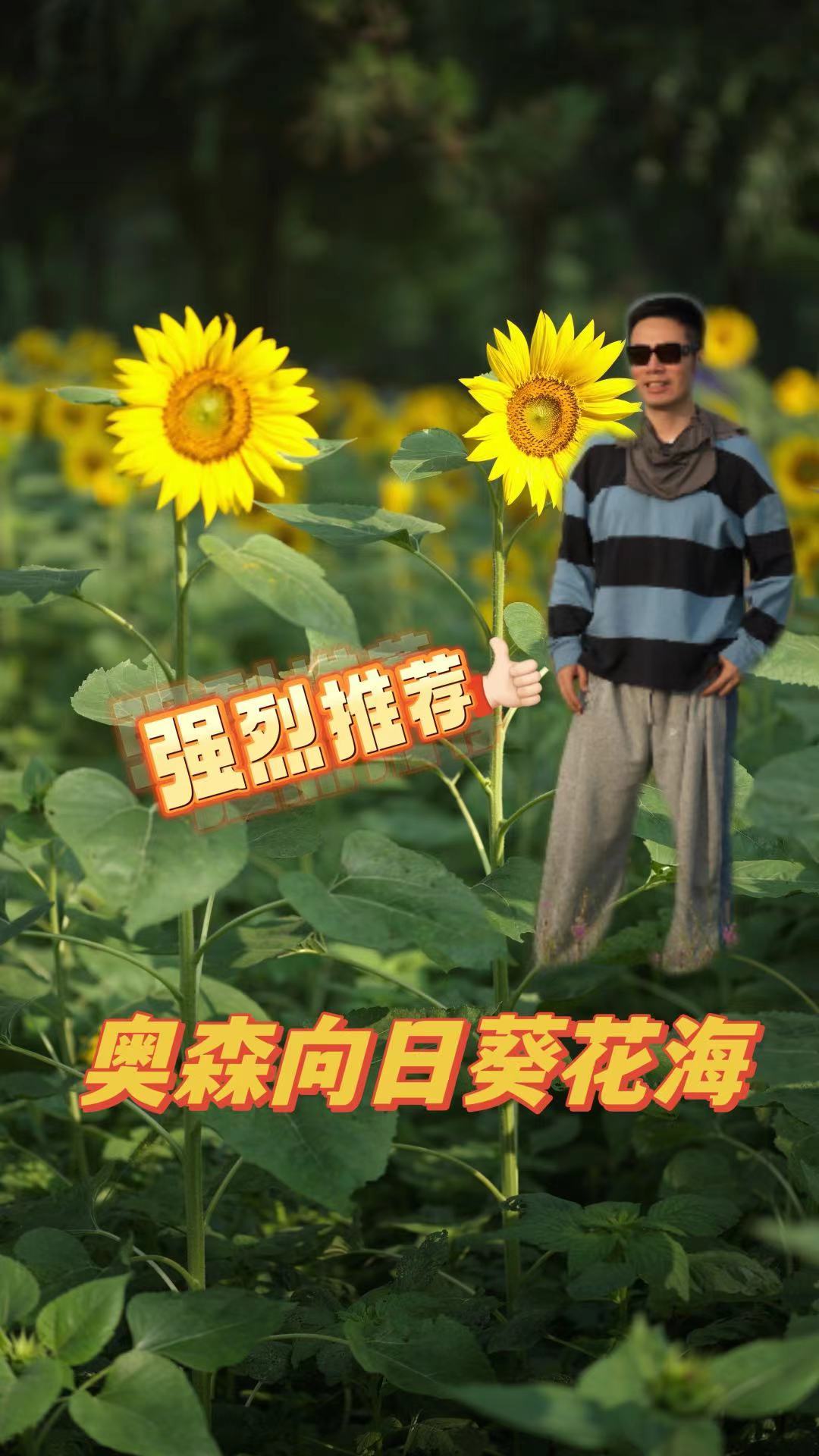 奥森向日葵花海进入盛花期