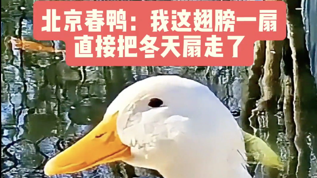 在北京的街边公园撞见了春天最生动的模样 在北京的街边公园撞见了春天最生动的模样