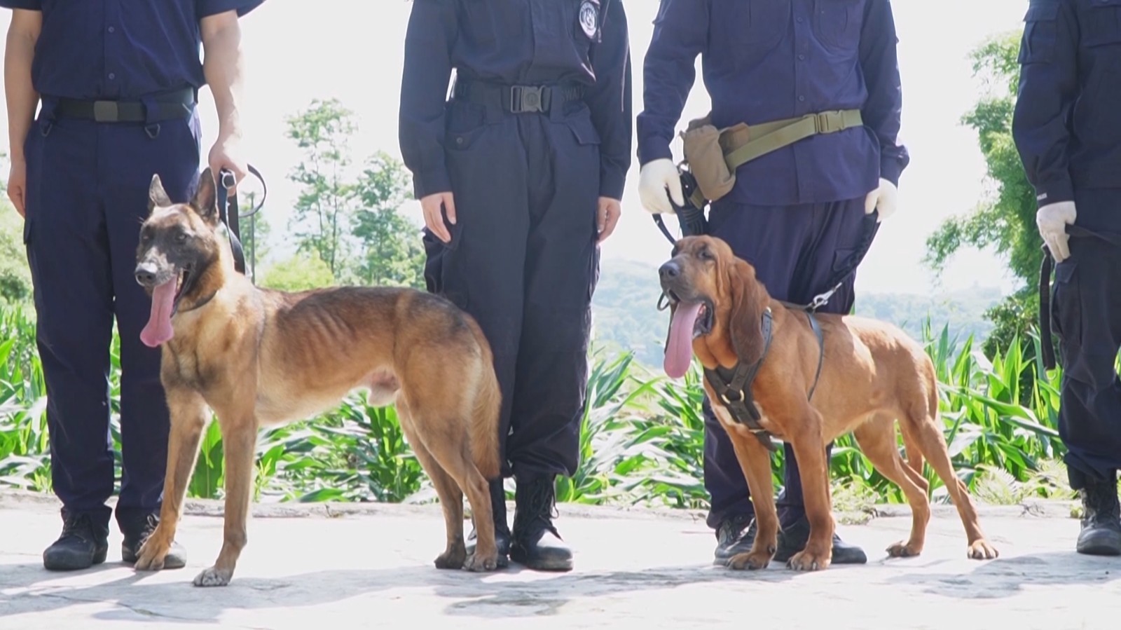 2岁男童野外走失42小时获救 “汪汪队”又立大功