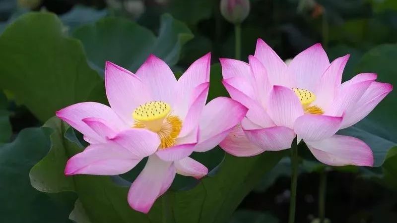 “荷”你有约！房山夏日赏荷全攻略，承包你整个盛夏的清凉与诗意